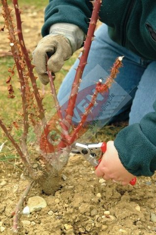 Felco 10 Budama Makası 21cm Sol By-Pass